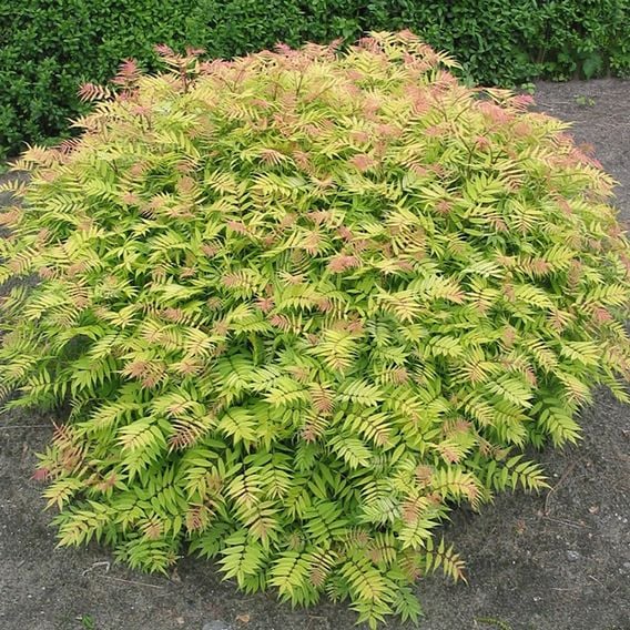Sorbaria sorbifolia 'Sem'