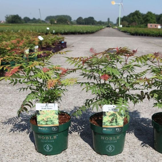 Sorbaria sorbifolia 'Pink Hopi'