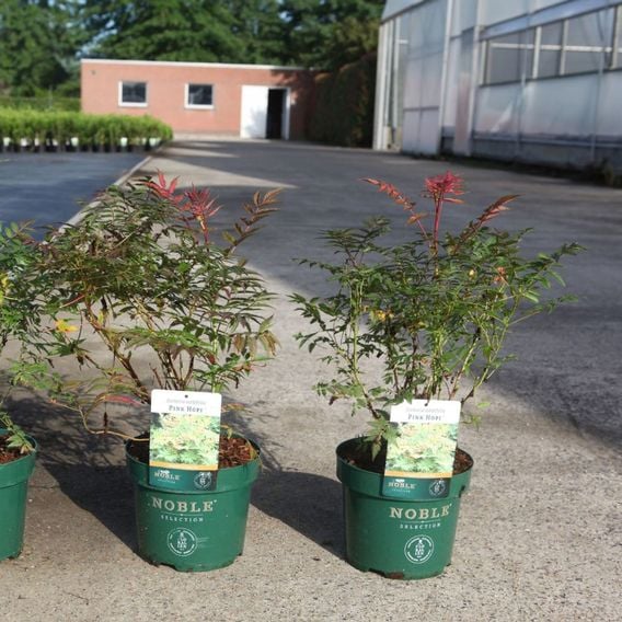 Sorbaria sorbifolia 'Pink Hopi'