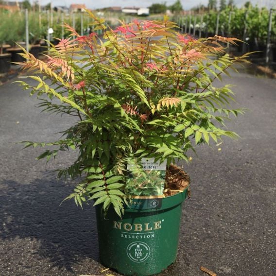 Sorbaria sorbifolia 'Pink Hopi'