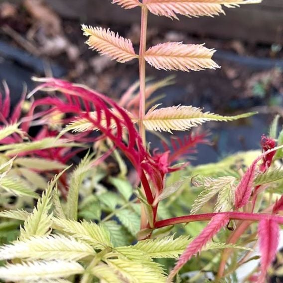 Sorbaria sorbifolia 'Pink Hopi'