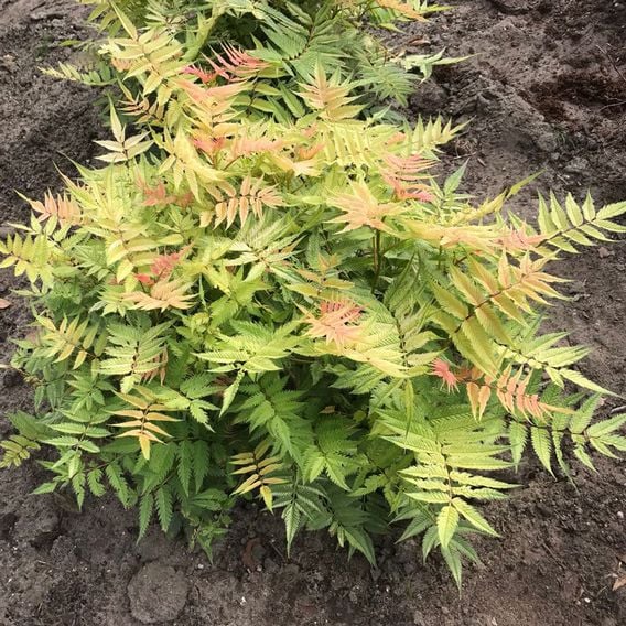 Sorbaria sorbifolia 'Pink Hopi'