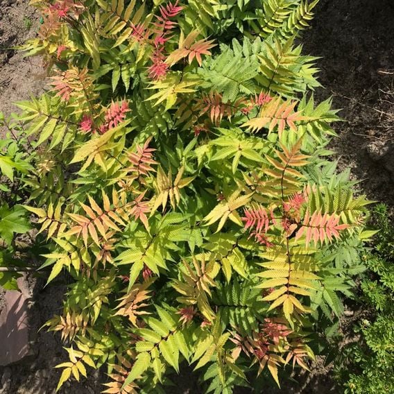 Sorbaria sorbifolia 'Pink Hopi'