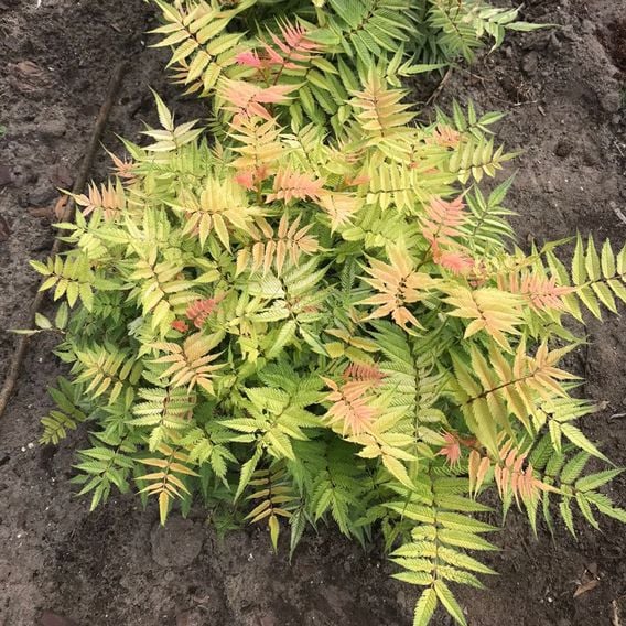 Sorbaria sorbifolia 'Pink Hopi'