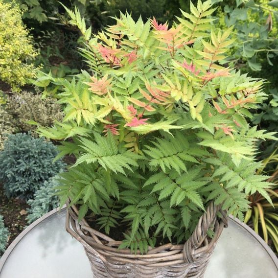Sorbaria sorbifolia 'Pink Hopi'