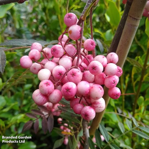 Sorbus vilmorinii