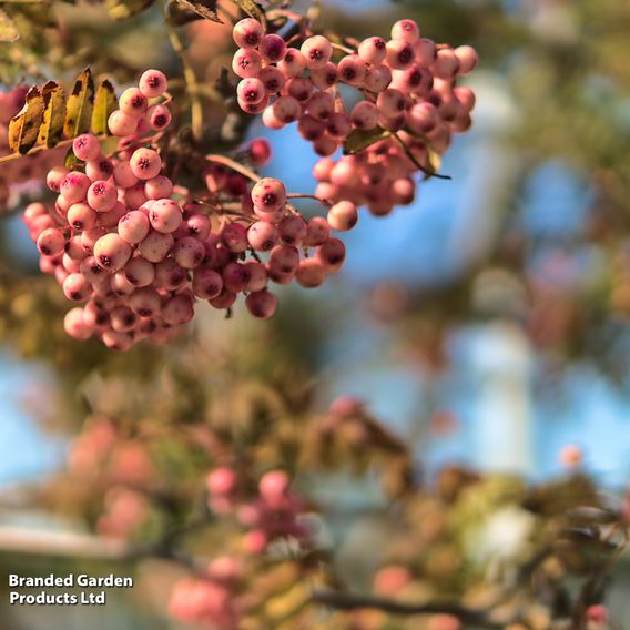 Sorbus vilmorinii