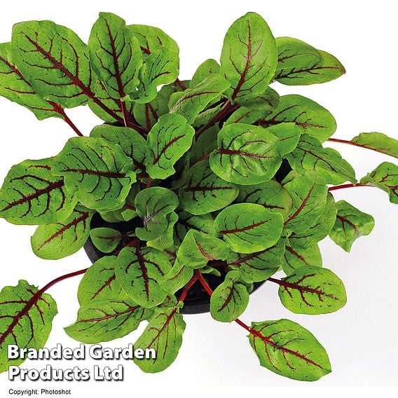 Sorrel 'Bloody Dock' - Organic Herb Seeds