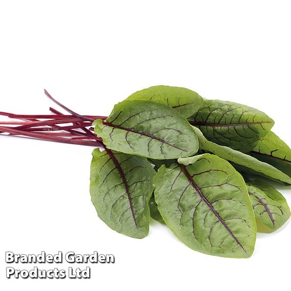 Sorrel 'Bloody Dock' - Organic Herb Seeds
