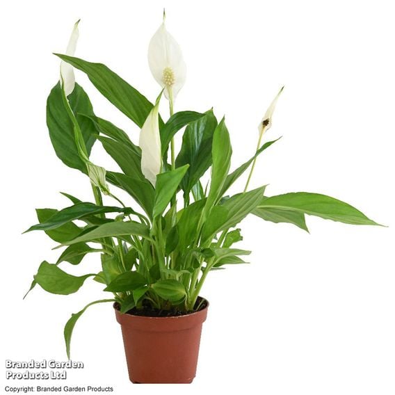 Spathiphyllum 'Chopin'
