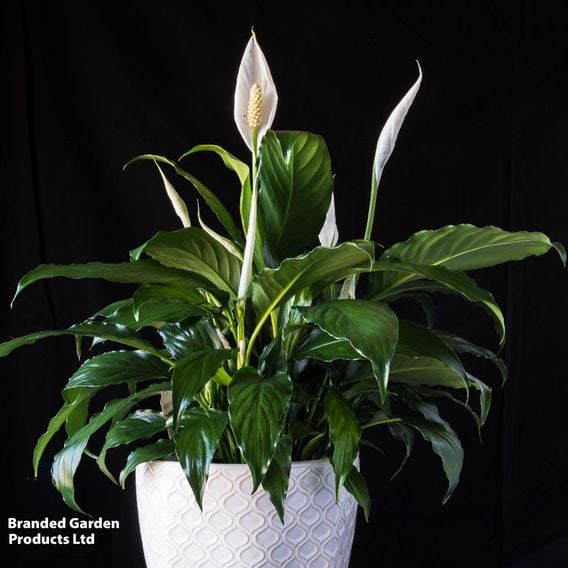 Spathiphyllum 'Chopin'