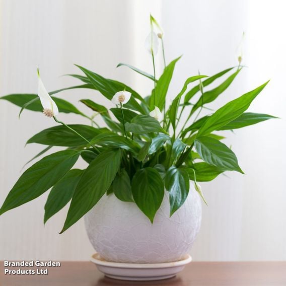 Spathiphyllum 'Chopin'