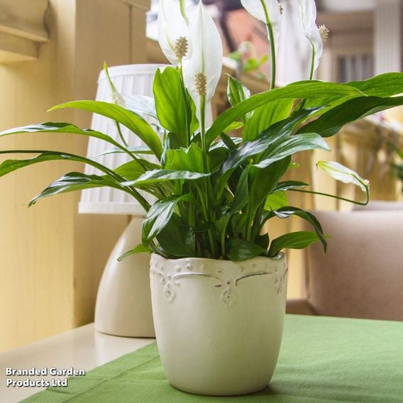 Spathiphyllum 'Chopin'