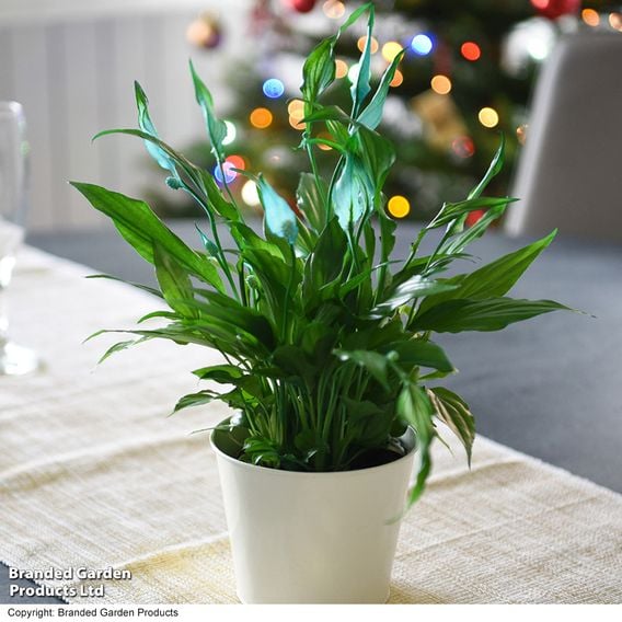 Spathiphyllum 'Chopin'