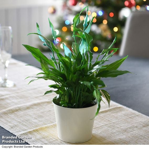 Spathiphyllum 'Chopin'