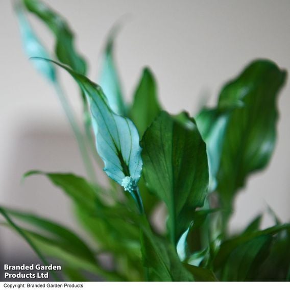 Spathiphyllum 'Chopin'