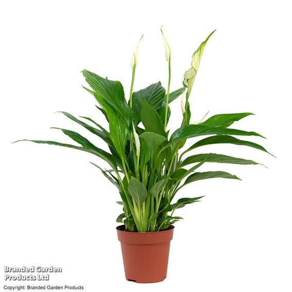 Peace Lily