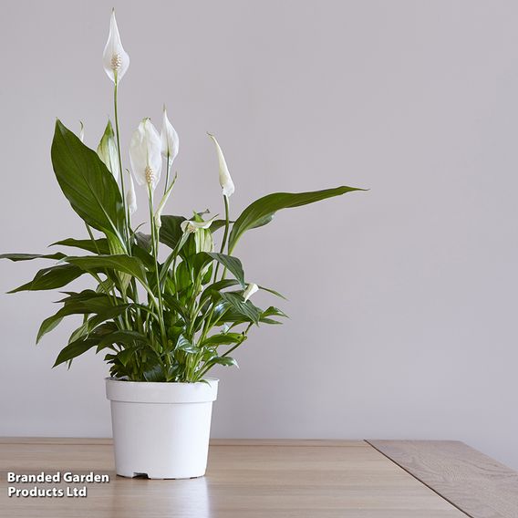 Peace Lily