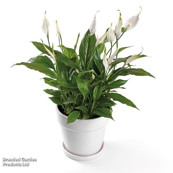 Peace Lily