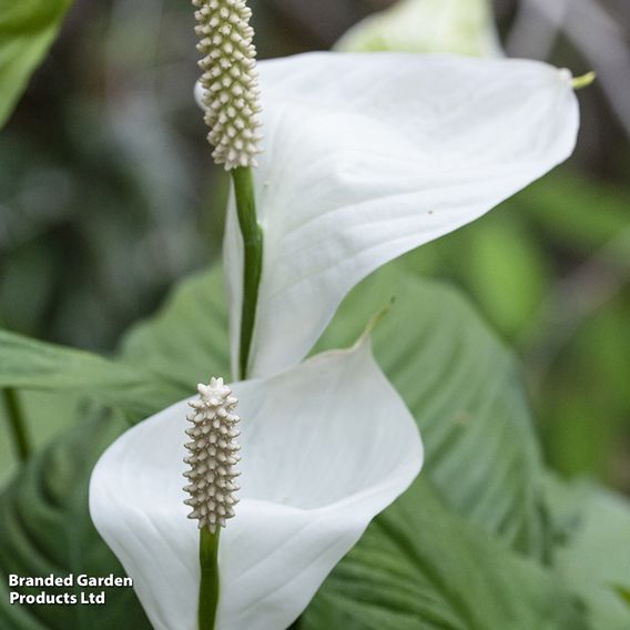 Peace Lily