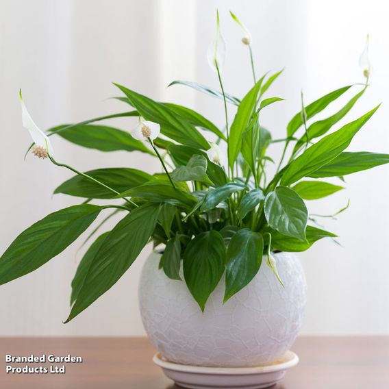 Peace Lily