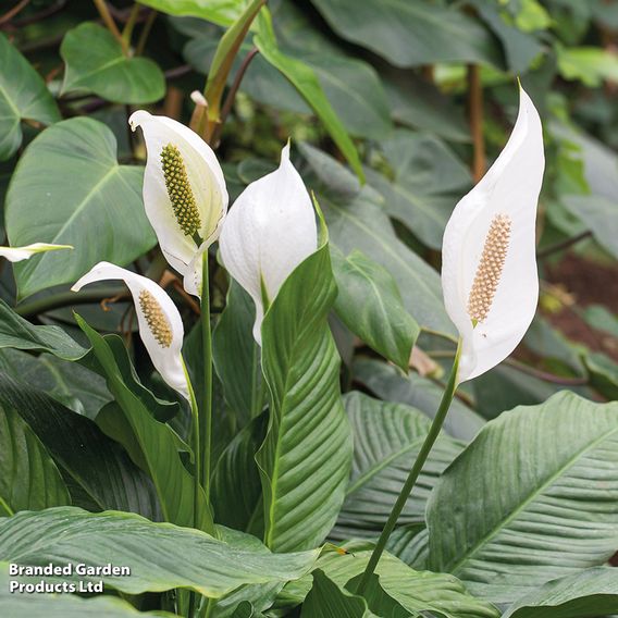 Peace Lily