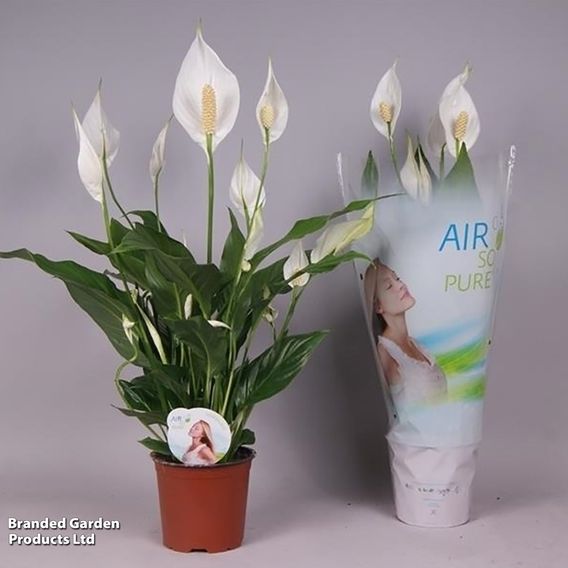 Peace Lily