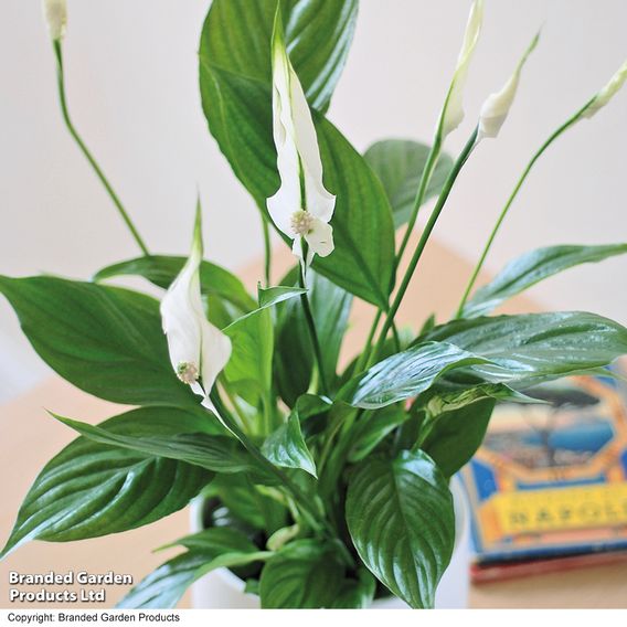 Peace Lily