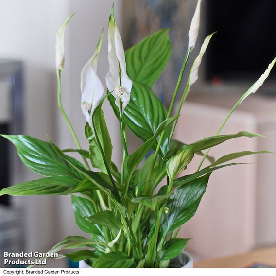 Peace Lily