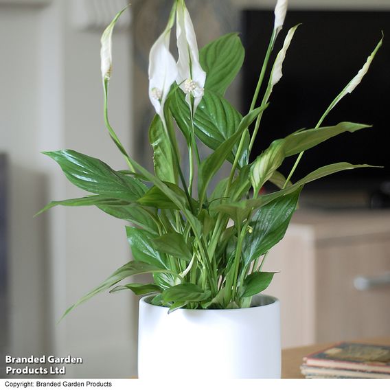 Peace Lily