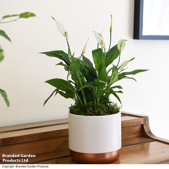 Peace Lily