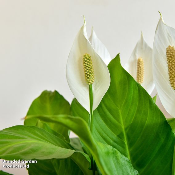 Peace Lily