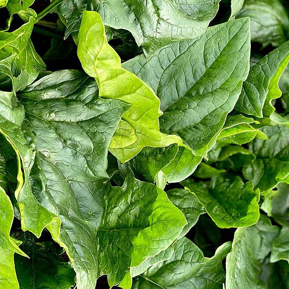 Spinach 'Mikado' F1 - Seeds