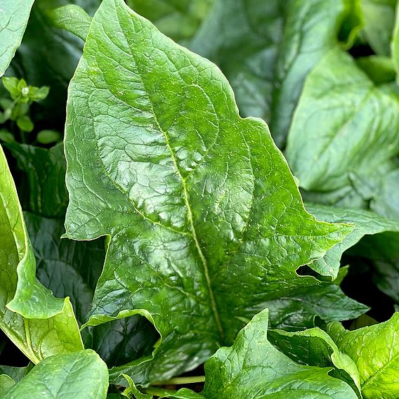 Spinach 'Mikado' F1 - Seeds