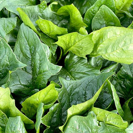 Spinach 'Mikado' F1 - Seeds