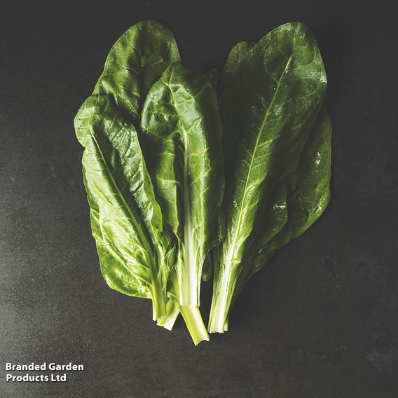 Spinach 'Perpetual' (Spinach Beet)