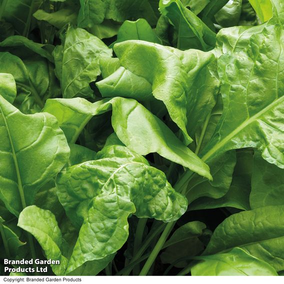 Swiss Chard 'Perpetual Spinach' - Organic Seeds