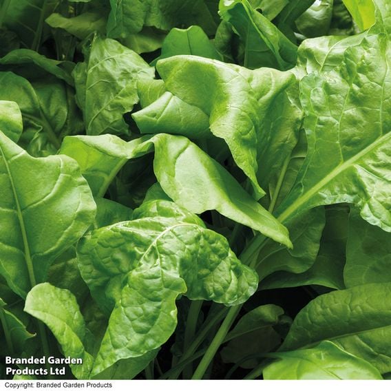 Spinach 'Perpetual' - Seeds