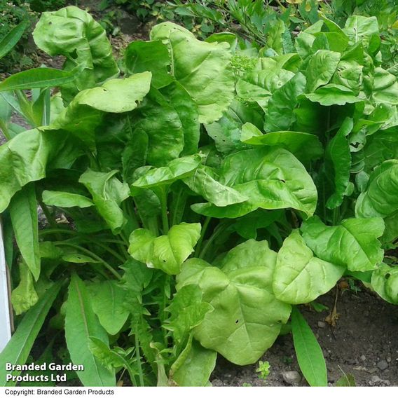 Swiss Chard 'Perpetual Spinach' - Organic Seeds