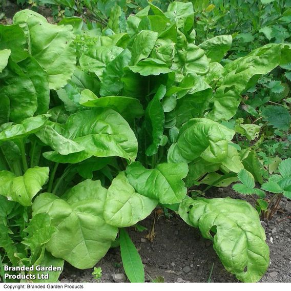 Swiss Chard 'Perpetual Spinach' - Organic Seeds
