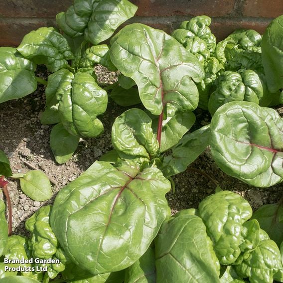 Spinach 'Rubino' F1 - Seeds