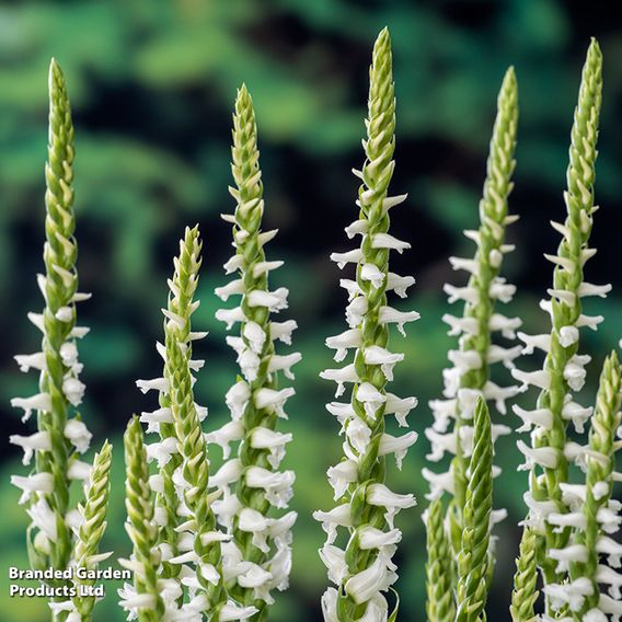 Spiranthes cernua 'Chadd's Ford' (Marginal Aquatic)