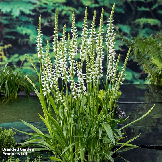 Spiranthes cernua 'Chadd's Ford' (Marginal Aquatic)