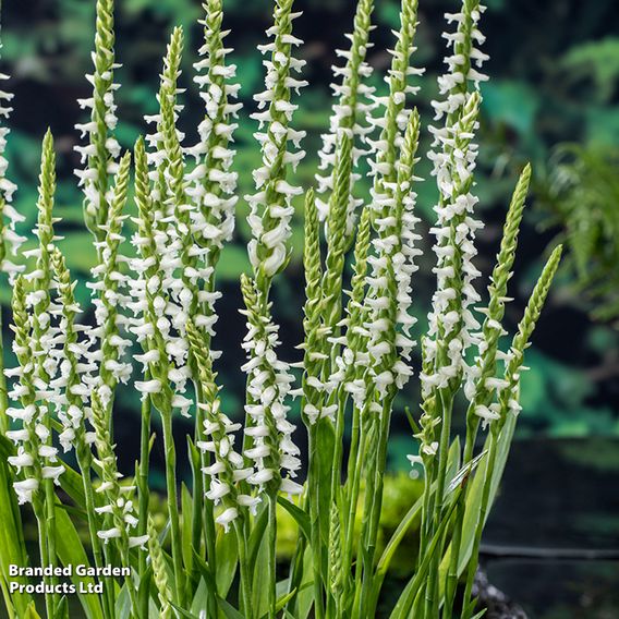 Spiranthes cernua 'Chadd's Ford' (Marginal Aquatic)