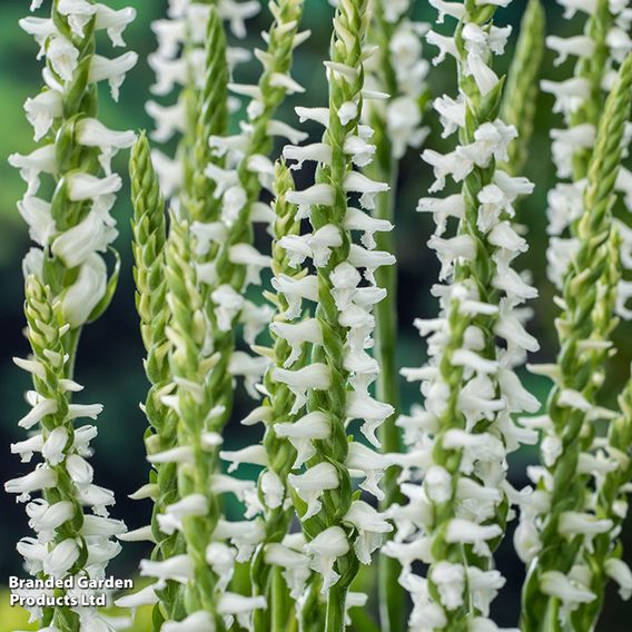 Spiranthes cernua 'Chadd's Ford' (Marginal Aquatic)