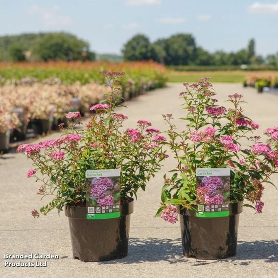 Spiraea japonica 'Darts Red'