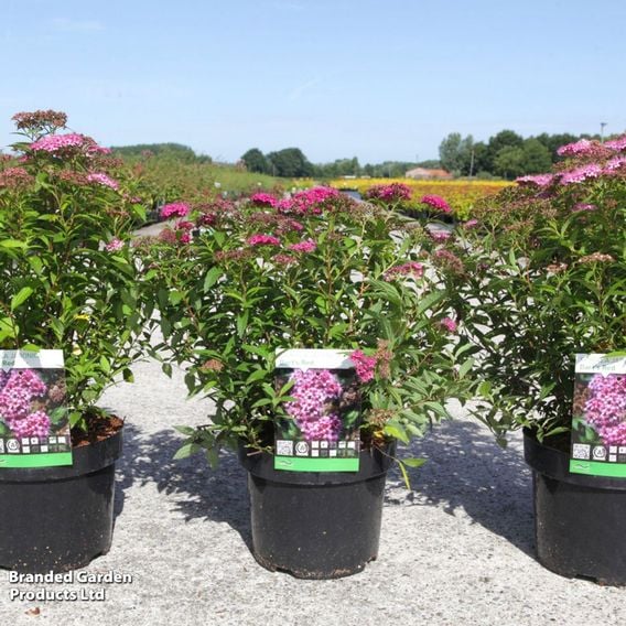 Spiraea japonica 'Darts Red'
