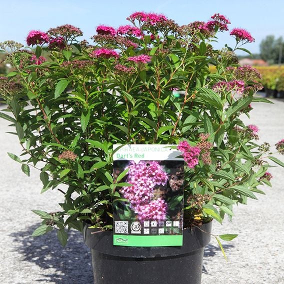 Spiraea japonica 'Darts Red'