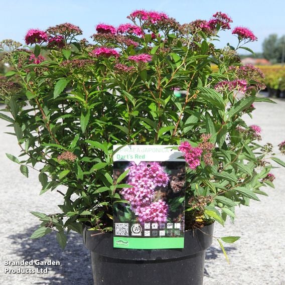 Spiraea japonica 'Darts Red'