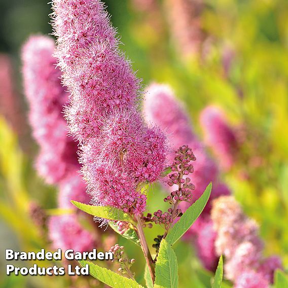 Spiraea douglasii